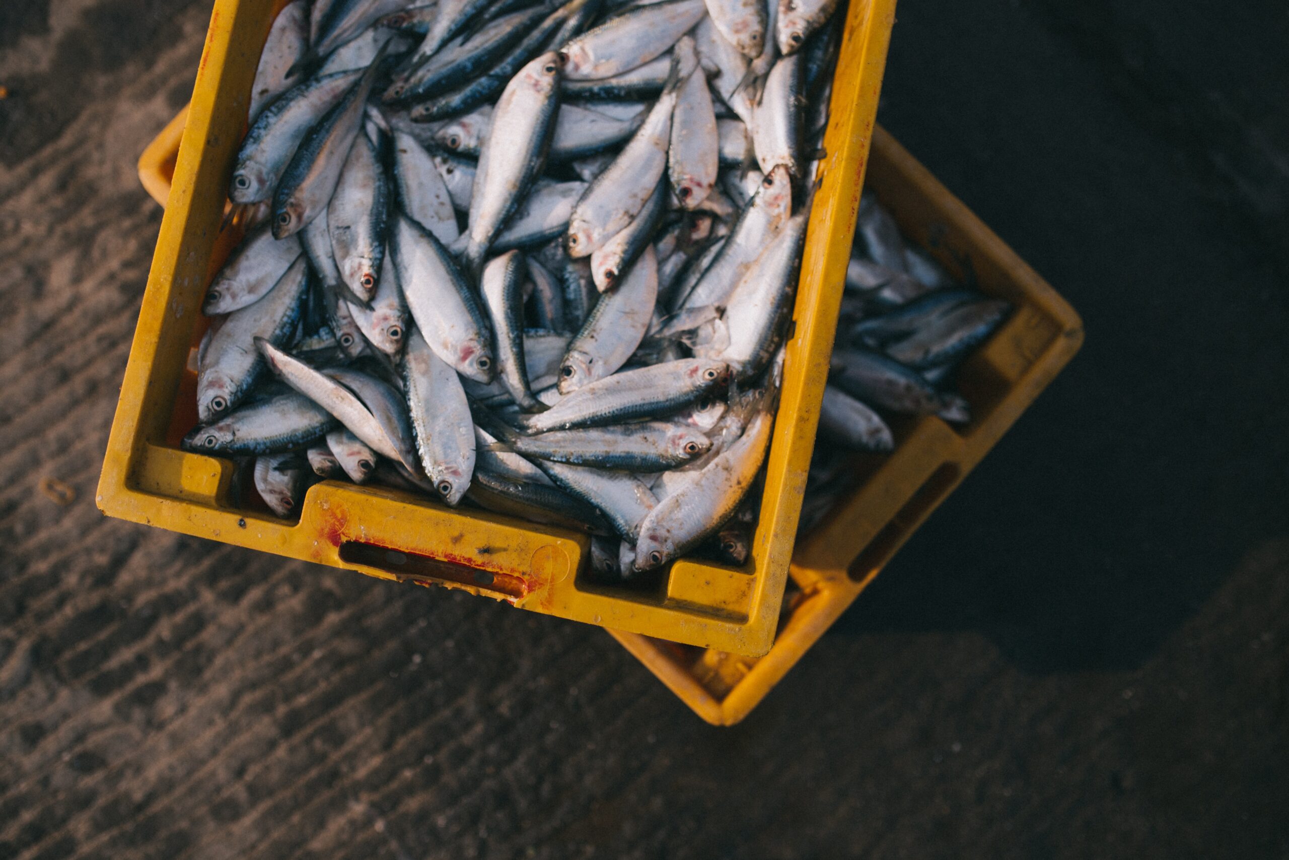 Hva er forskjellen på fiskeolje og krillolje?